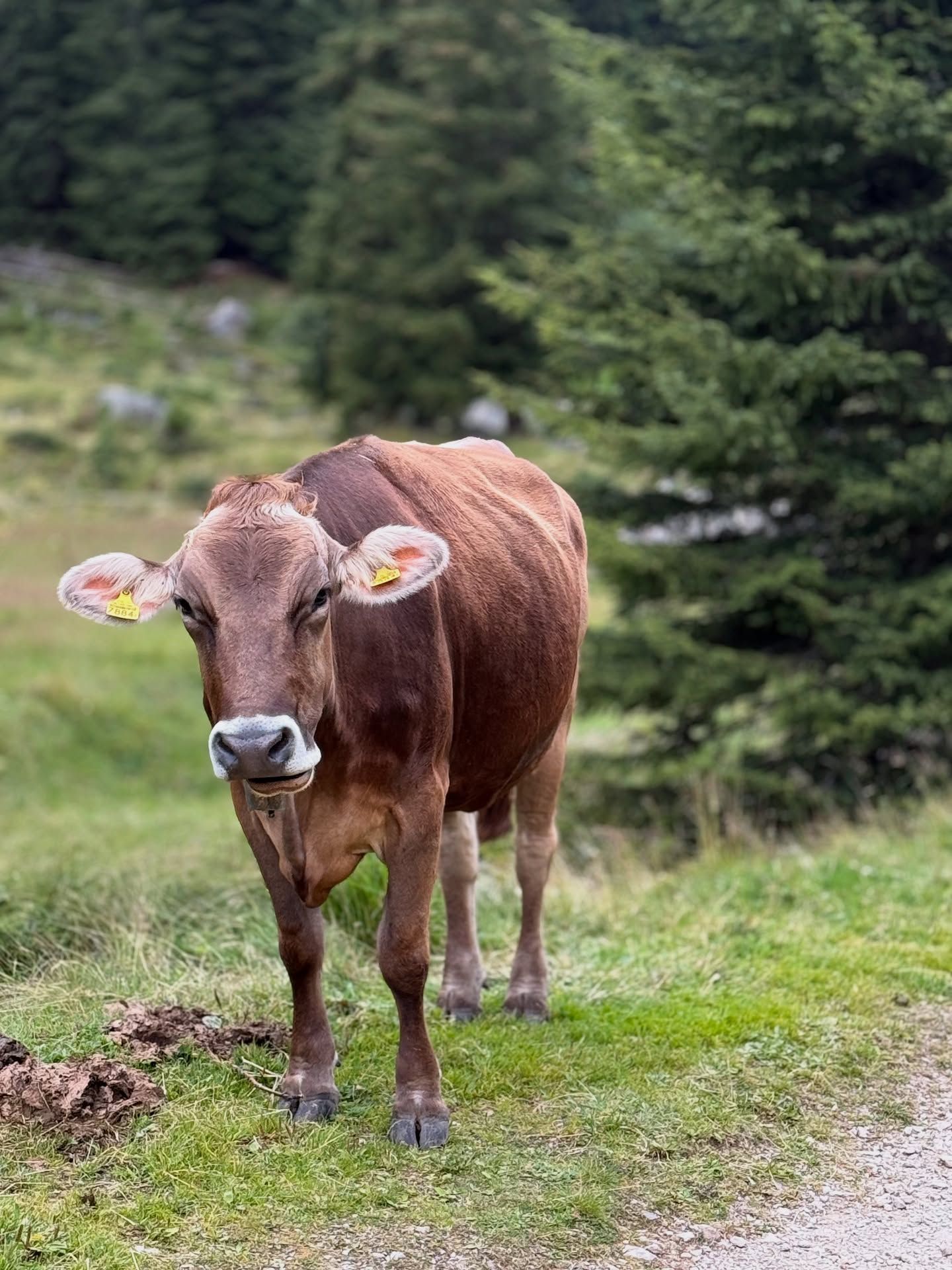 Liebe Berggrüsse vom Hotel Edelweiss Davos.
Nicht alle Gäste tragen Wanderschuhe.
Begegnungen wie diese gehören zum echten Davoser Bergsommer dazu. 🌲⛰️

Bei uns trifft alpine Natur auf herzliche Gastfreundschaft und manchmal auch auf neugierige Weidetiere direkt am Wegesrand.

#HotelEdelweissDavos #DavosMoment #Alpenliebe #Bergsommer #NaturPur #SwissMountains #Kuhtag #EdelweissErleben #AuthentischDavos