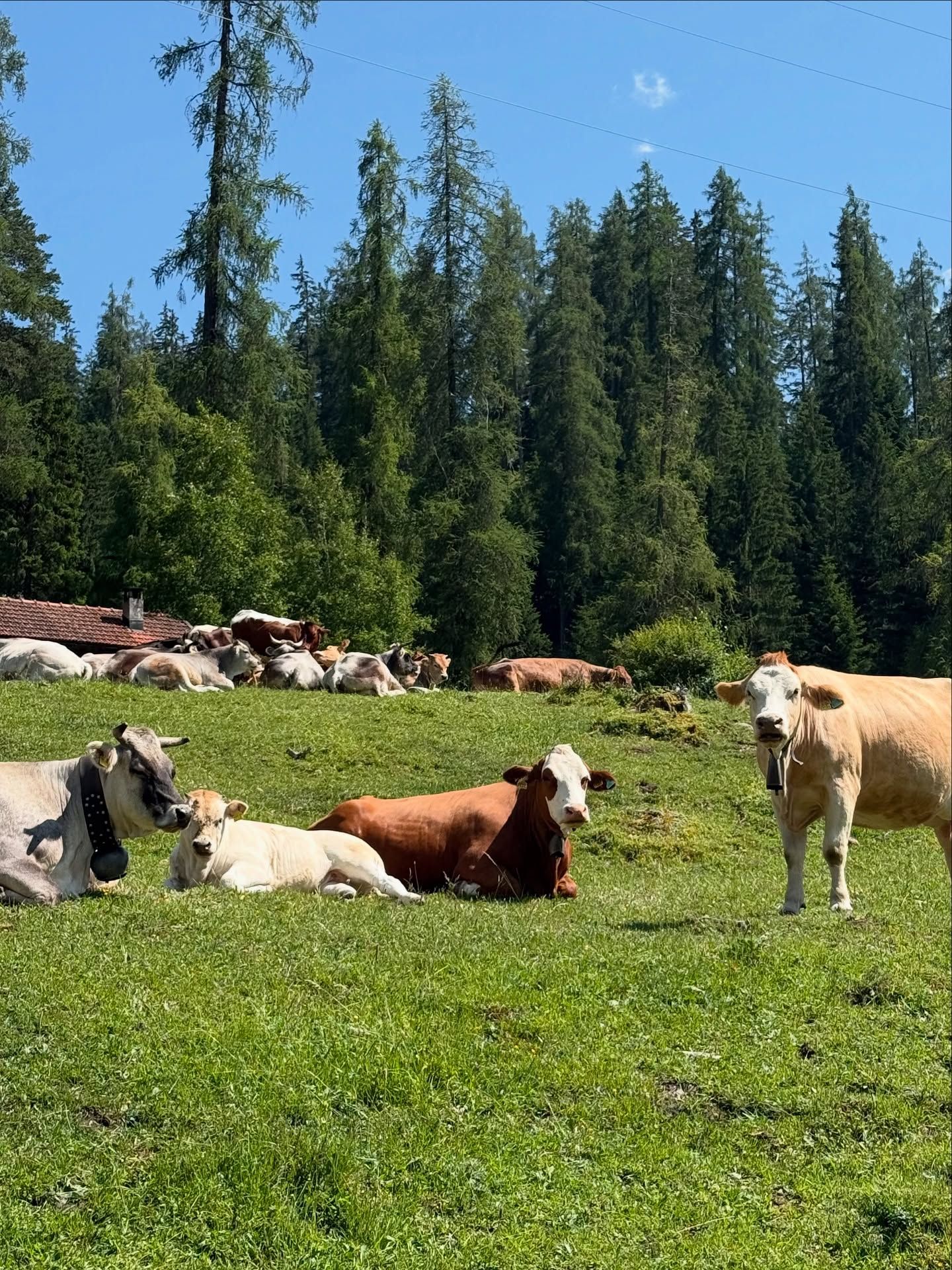 Alp-Idylle pur | #DavosMoments

Sonne, Stille und das beruhigende Glockenläuten – mehr braucht es nicht für einen perfekten Sommertag in den Bergen. 🐄🌲☀️
Diese glücklichen Kühe wissen genau, wie Entschleunigung geht.

#Alpzeit #Kuhliebe #Bergsommer #Graubünden #Davos #SwissAlps #NaturPur #Landleben #Sennenromantik